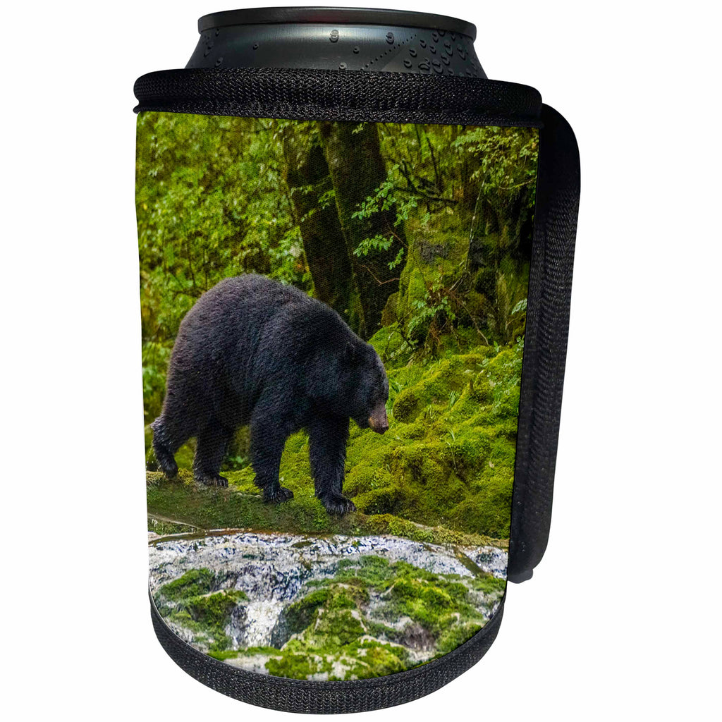 3dRose Danita Delimont - bears - Canada, B.C., Inside Passage. Black bear walking along Qua Creek. - Can Cooler Bottle Wrap (cc_257446)
