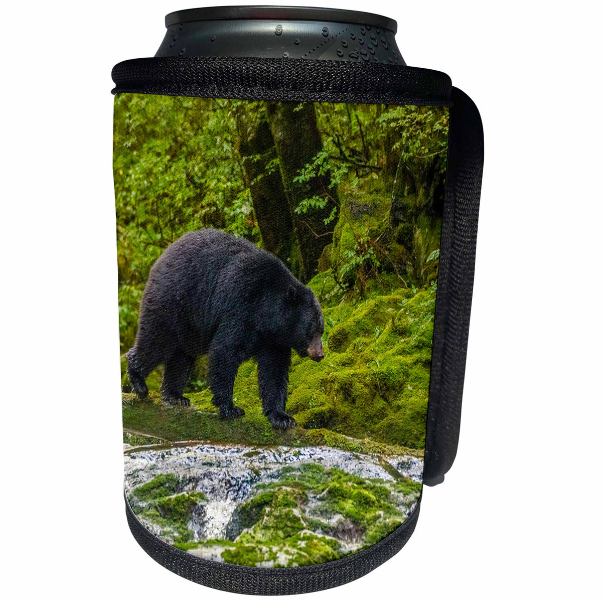 3dRose Danita Delimont - bears - Canada, B.C., Inside Passage. Black bear walking along Qua Creek. - Can Cooler Bottle Wrap (cc_257446)