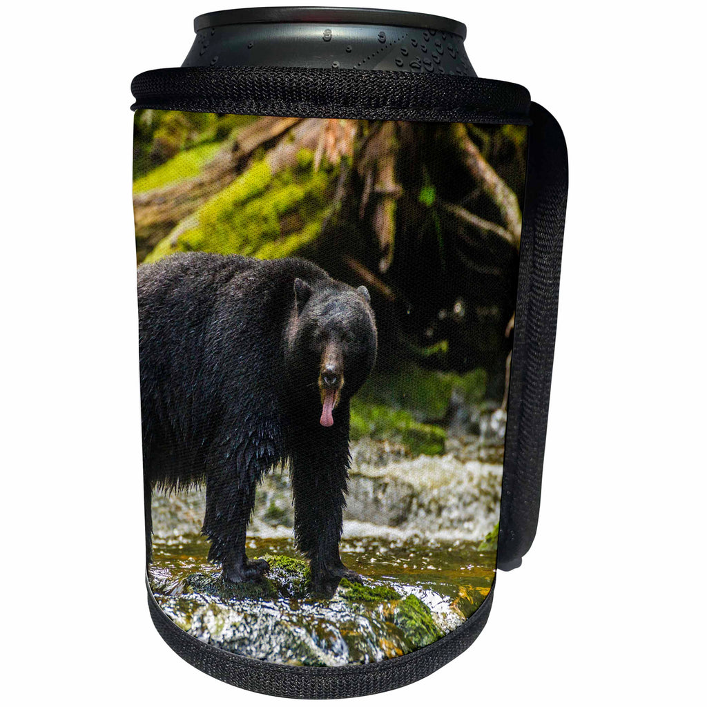 3dRose Danita Delimont - Bears - Canada, B.C., Inside Passage, Black bear with its tongue out. - Can Cooler Bottle Wrap (cc_257453)