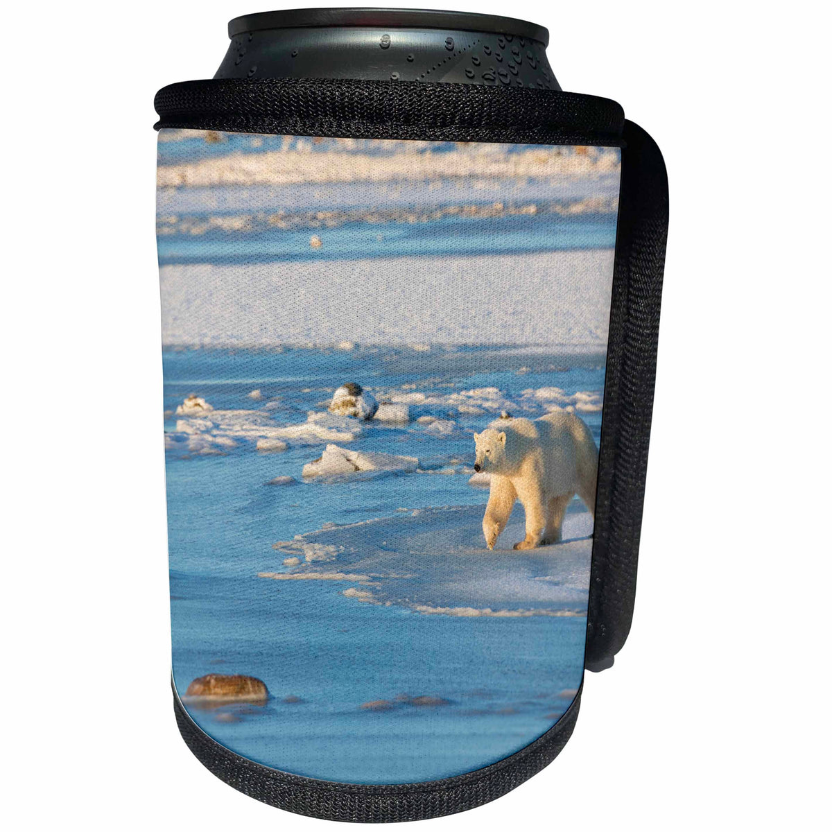 3dRose Danita Delimont - Bears - Polar Bear walking a frozen landscape, Churchill, Manitoba, Canada - Can Cooler Bottle Wrap (cc_257509)