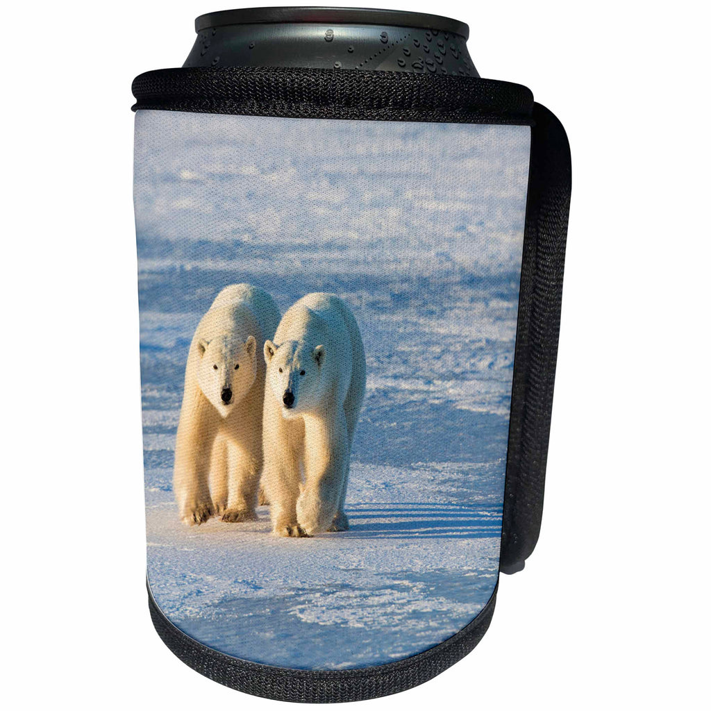 3dRose Danita Delimont - bears - Polar Bears wanding the icey landscape, Churchill, Manitoba, Canada - Can Cooler Bottle Wrap (cc_257512)