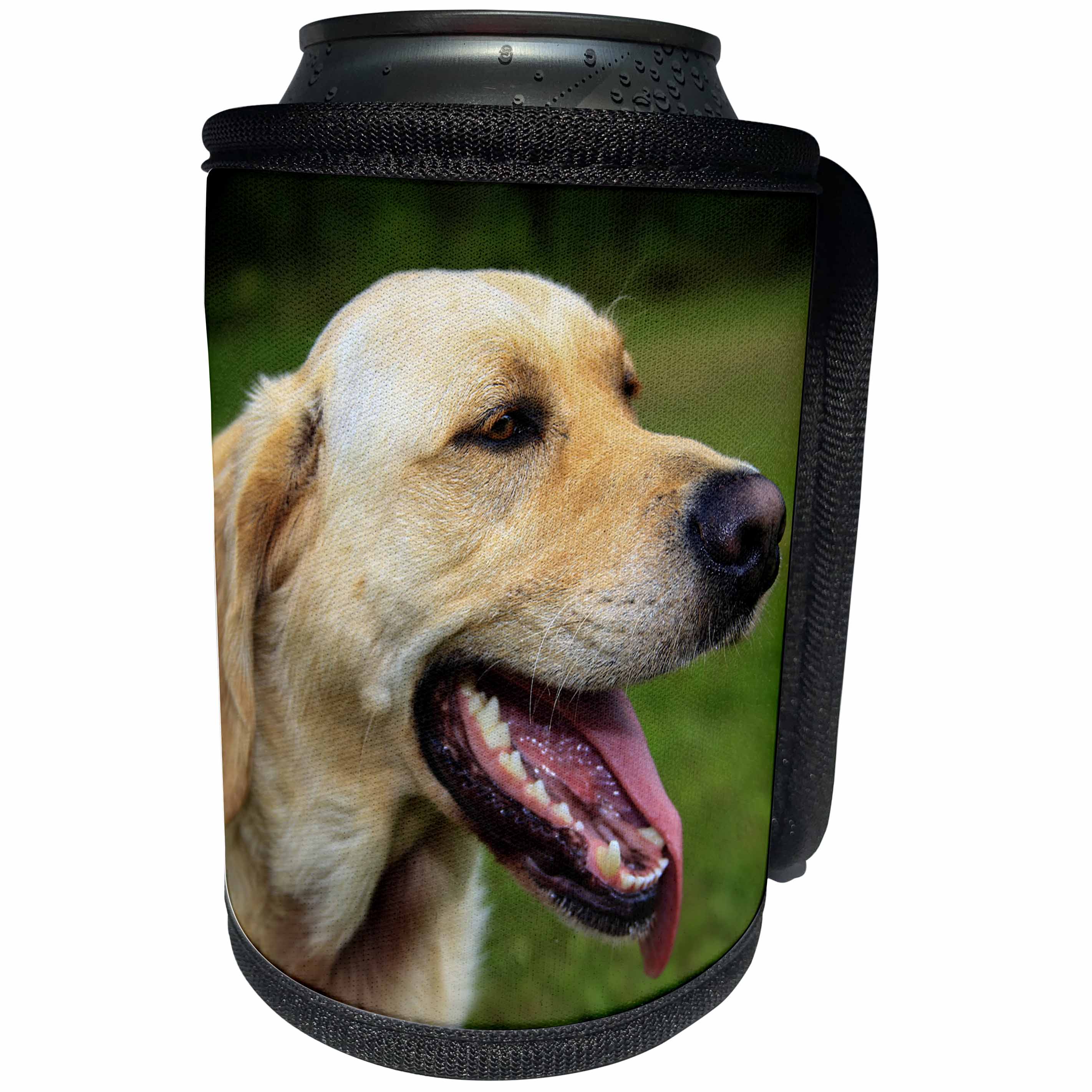3dRose Danita Delimont - Dogs - Canada, Nova Scotia, Cape Breton, Labrador retriever - Can Cooler Bottle Wrap (cc_257521)