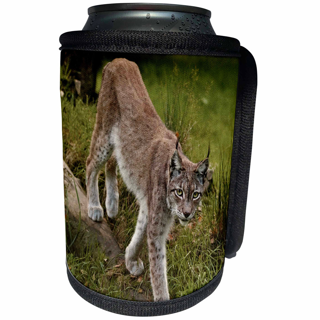 3dRose Danita Delimont - Lynx - Scandinavia, Finland. Lynx lynx, European lynx walking in forest. - Can Cooler Bottle Wrap (cc_257613)