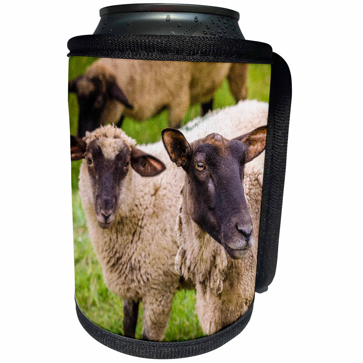 3dRose Danita Delimont - Sheep - Normandy sheep, Mont Saint-Michel, Normandy, France - Can Cooler Bottle Wrap (cc_257638)