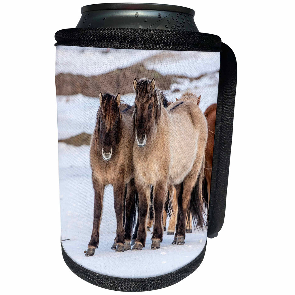 3dRose Danita Delimont - Horses - Icelandic horses in winter near Hofn, Iceland - Can Cooler Bottle Wrap (cc_257668)