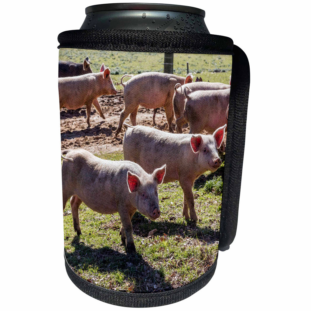 3dRose Danita Delimont - Pigs - Italy, Sardinia, Gavoi. Group of pigs playing in the mud at a farm. - Can Cooler Bottle Wrap (cc_257706)