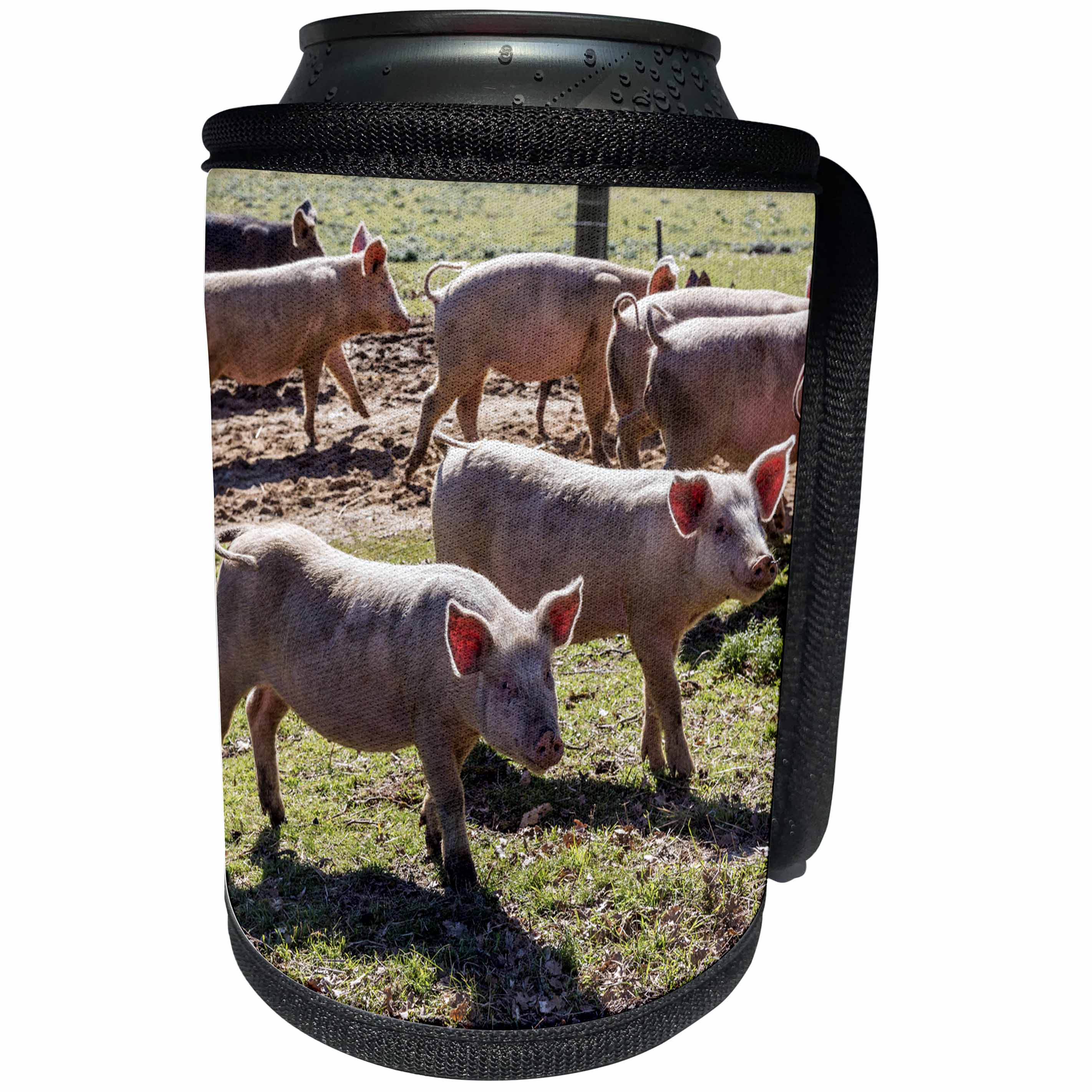 3dRose Danita Delimont - Pigs - Italy, Sardinia, Gavoi. Group of pigs playing in the mud at a farm. - Can Cooler Bottle Wrap (cc_257706)