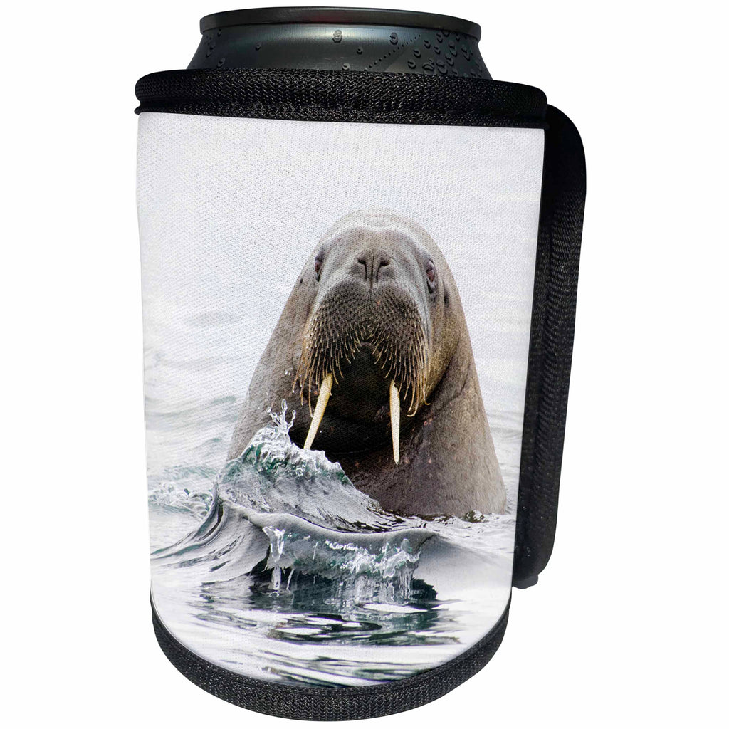 3dRose Danita Delimont - Walrus - Norway, Svalbard, walrus looks curiously from the water. - Can Cooler Bottle Wrap (cc_257856)