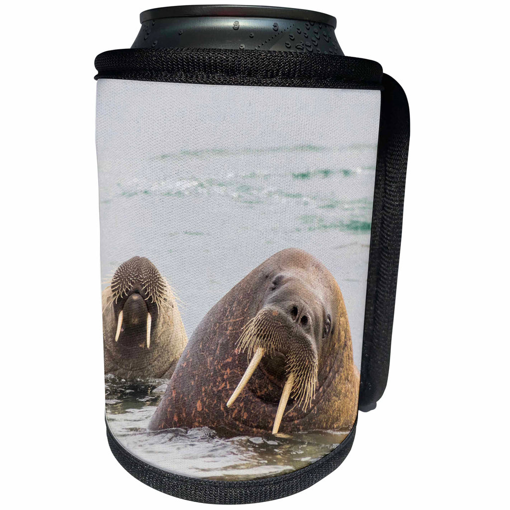 3dRose Danita Delimont - Walrus - Norway, Svalbard, walrus, Odobenus rosmarus, in water. - Can Cooler Bottle Wrap (cc_257858)