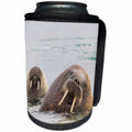 3dRose Danita Delimont - Walrus - Norway, Svalbard, walrus, Odobenus rosmarus, in water. - Can Cooler Bottle Wrap (cc_257858)