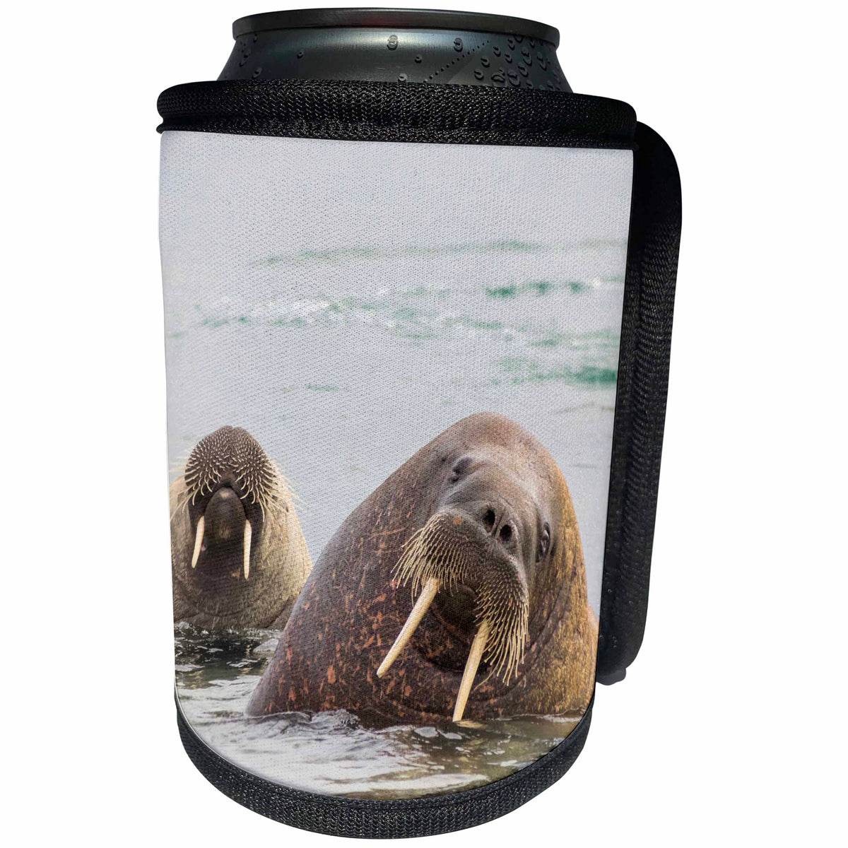 3dRose Danita Delimont - Walrus - Norway, Svalbard, walrus, Odobenus rosmarus, in water. - Can Cooler Bottle Wrap (cc_257858)