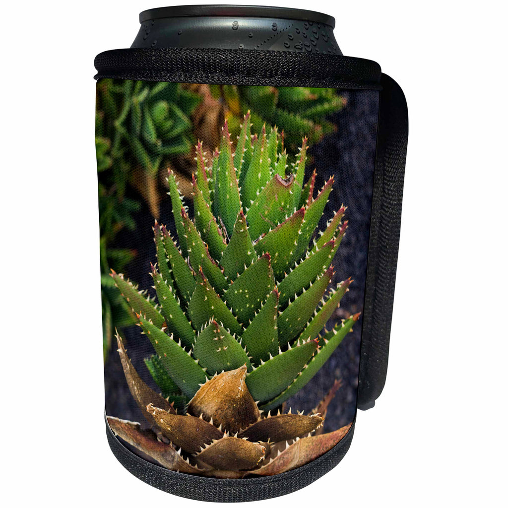 3dRose Danita Delimont - Cactus - Spain, Canary Islands, Lanzarote, Guatiza, spiky cactus - Can Cooler Bottle Wrap (cc_257889)