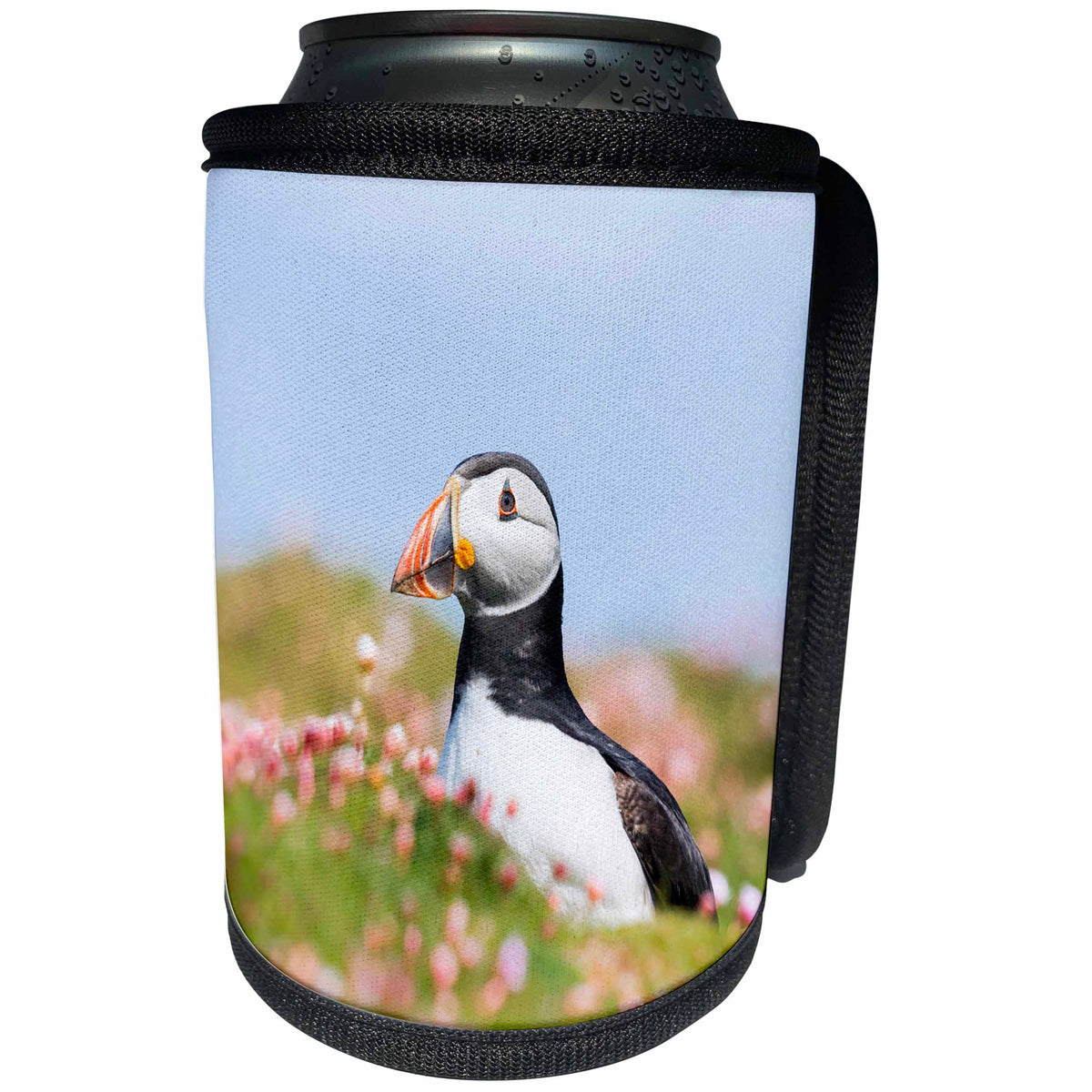 3dRose Danita Delimont - Puffins - Atlantic Puffin in a field of clover. Scotland, Shetland Islands - Can Cooler Bottle Wrap (cc_257922)