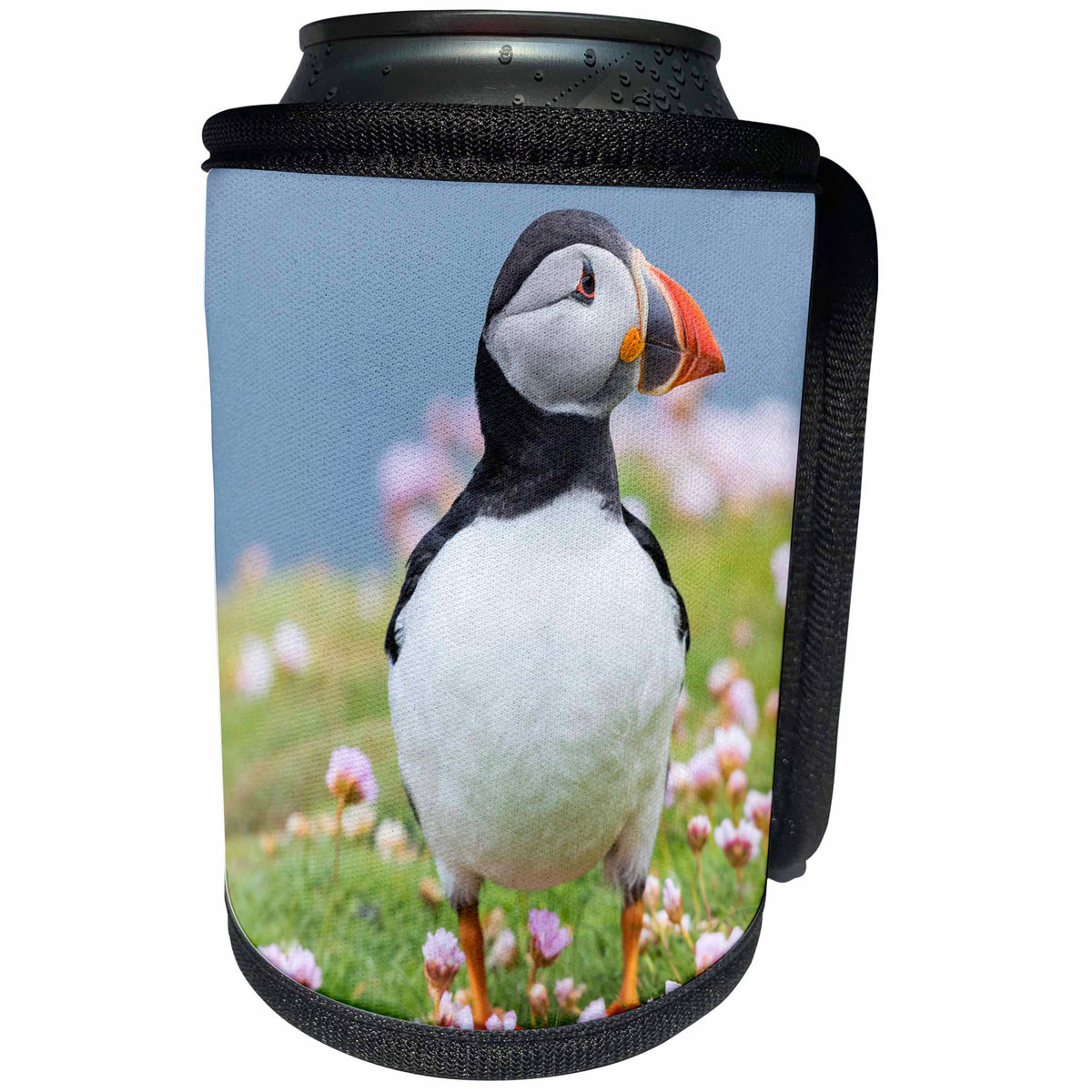 3dRose Danita Delimont - Puffins - Atlantic Puffin stands among clover. Scotland, Shetland Islands - Can Cooler Bottle Wrap (cc_257924)