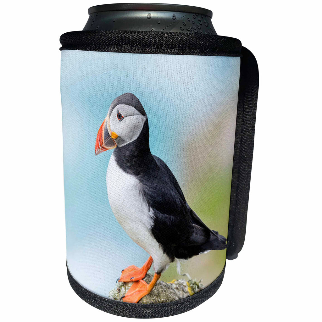 3dRose Danita Delimont - Puffins - Atlantic Puffin looks out from rocky perch. Scotland, Shetland Islands - Can Cooler Bottle Wrap (cc_257925)