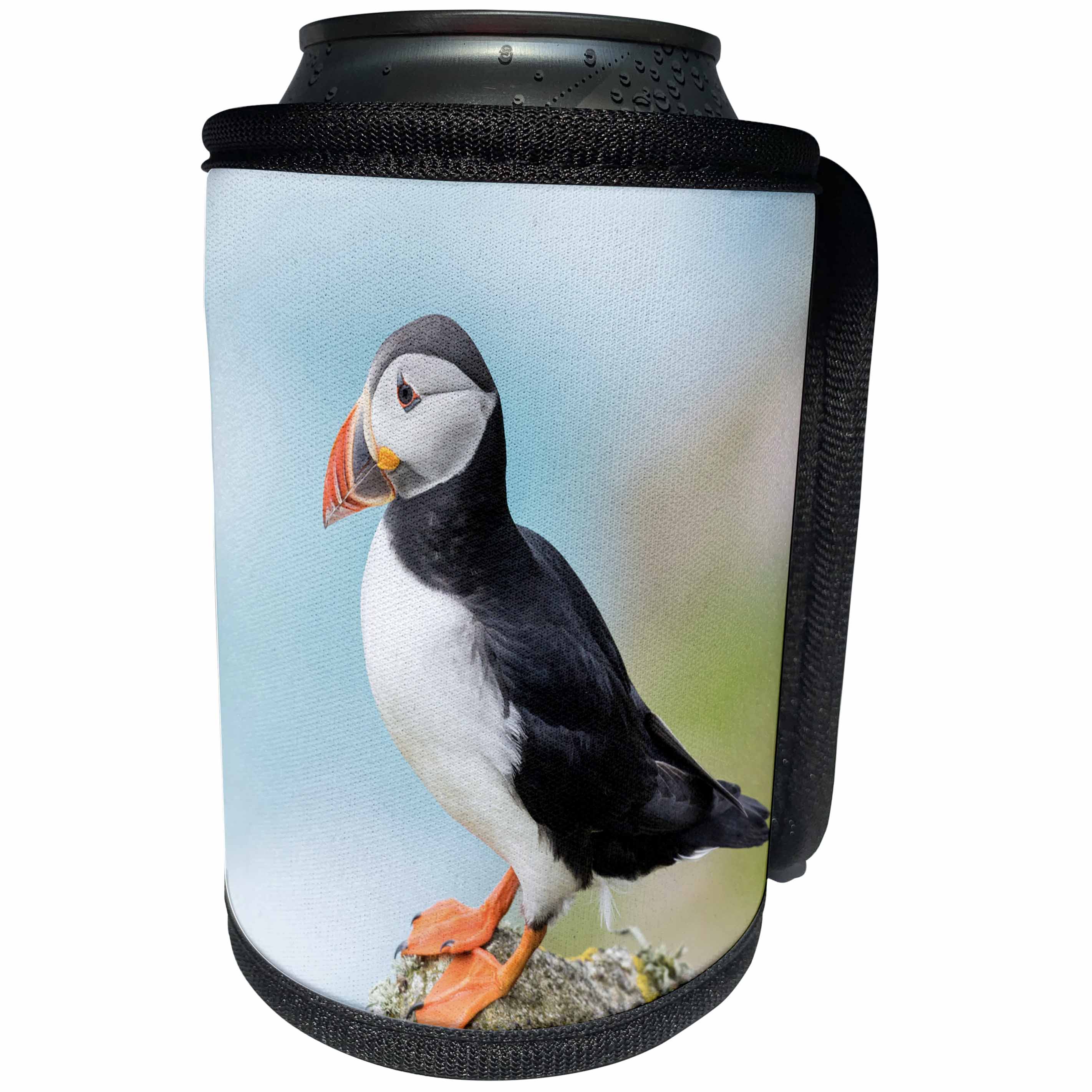3dRose Danita Delimont - Puffins - Atlantic Puffin looks out from rocky perch. Scotland, Shetland Islands - Can Cooler Bottle Wrap (cc_257925)