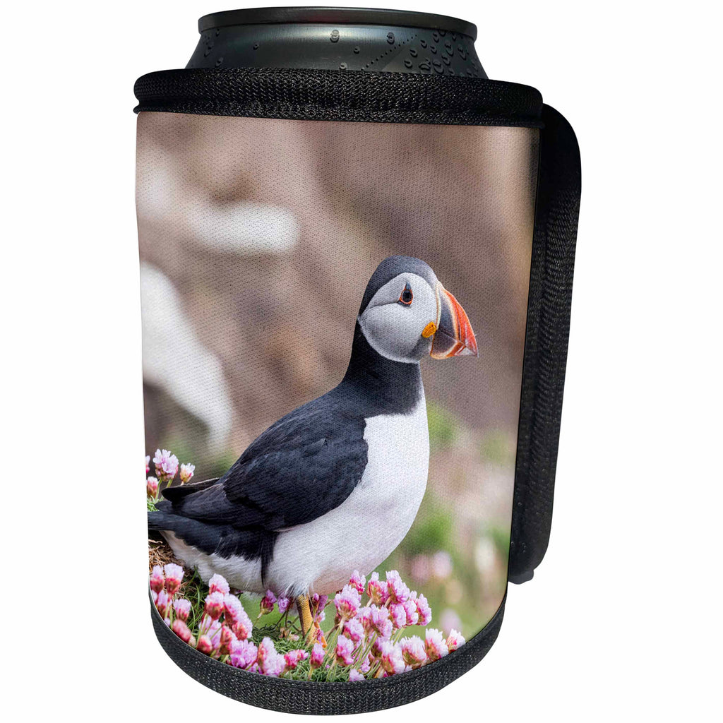 3dRose Danita Delimont - Puffins - Atlantic Puffin among wildflowers. Scotland, Shetland Islands - Can Cooler Bottle Wrap (cc_257929)