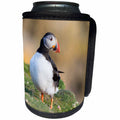 3dRose Danita Delimont - Puffins - Atlantic Puffin stands on a hillside. Scotland, Shetland Islands - Can Cooler Bottle Wrap (cc_257930)
