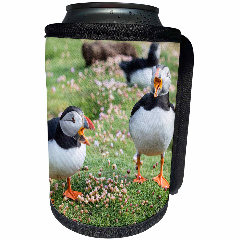 3dRose Danita Delimont - Puffins - Atlantic Puffins calling at each other. Scotland, Shetland Islands - Can Cooler Bottle Wrap (cc_257933)