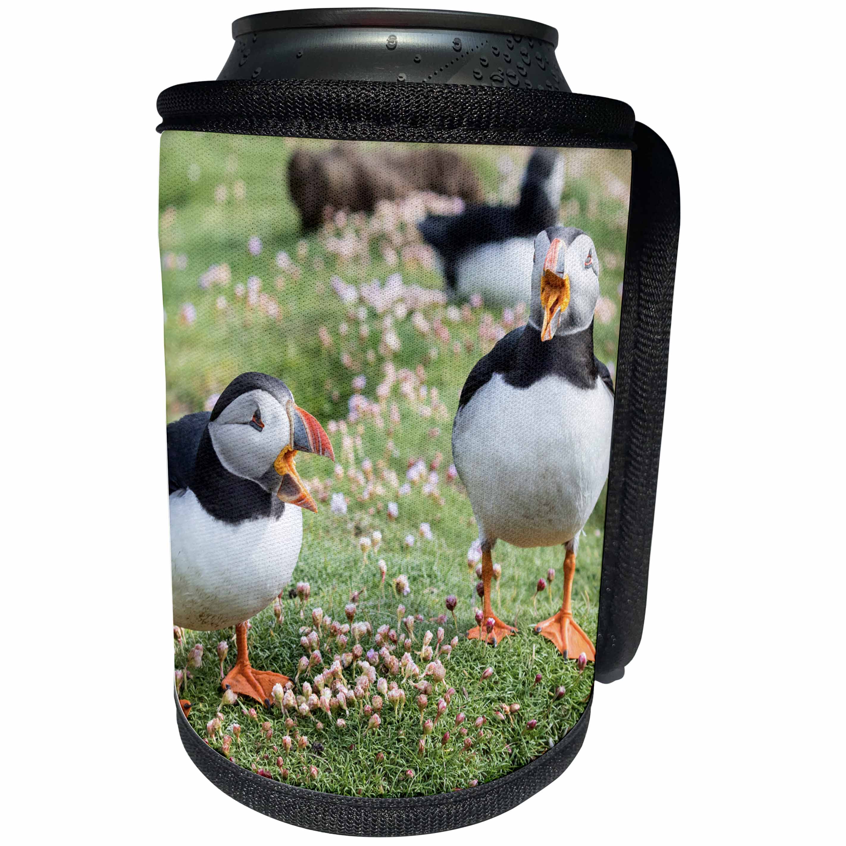 3dRose Danita Delimont - Puffins - Atlantic Puffins calling at each other. Scotland, Shetland Islands - Can Cooler Bottle Wrap (cc_257933)