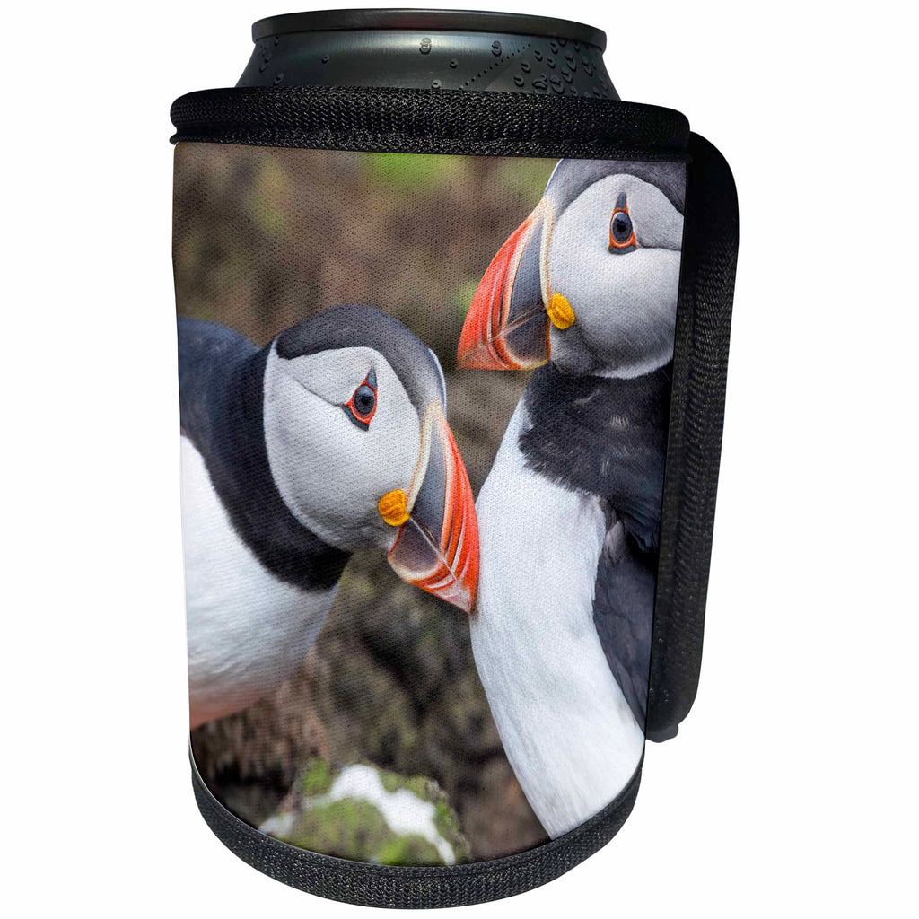 3dRose Danita Delimont - Puffins - Atlantic Puffin, Fratercula arctica, pair. Scotland, Shetland Islands - Can Cooler Bottle Wrap (cc_257934)