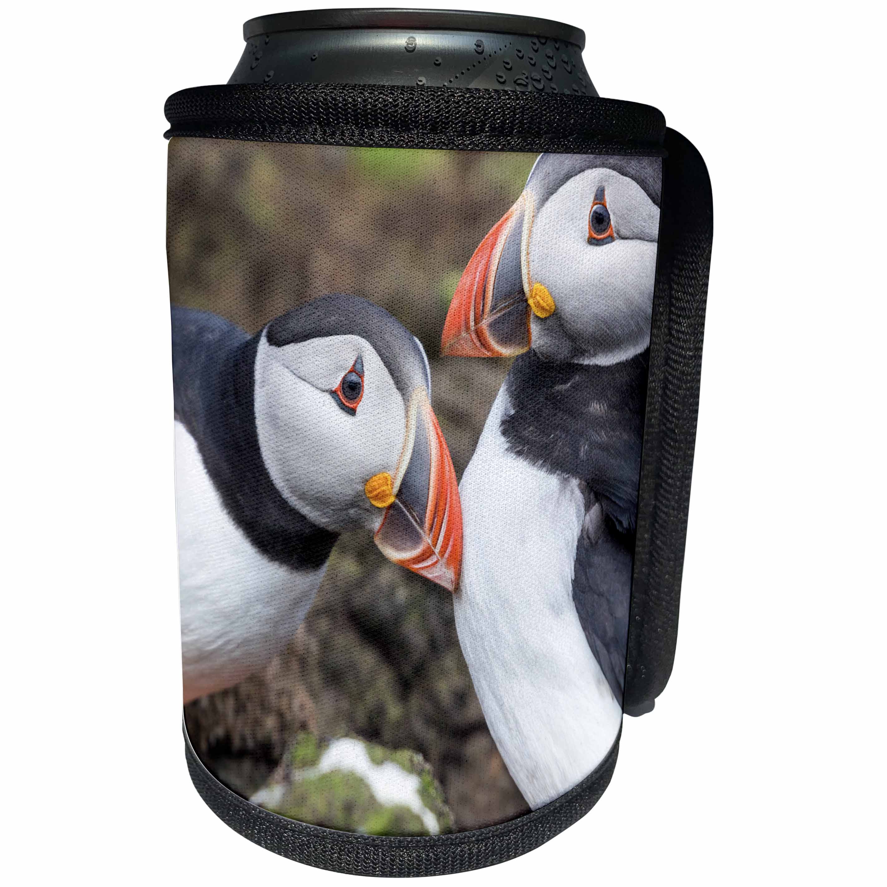 3dRose Danita Delimont - Puffins - Atlantic Puffin, Fratercula arctica, pair. Scotland, Shetland Islands - Can Cooler Bottle Wrap (cc_257934)