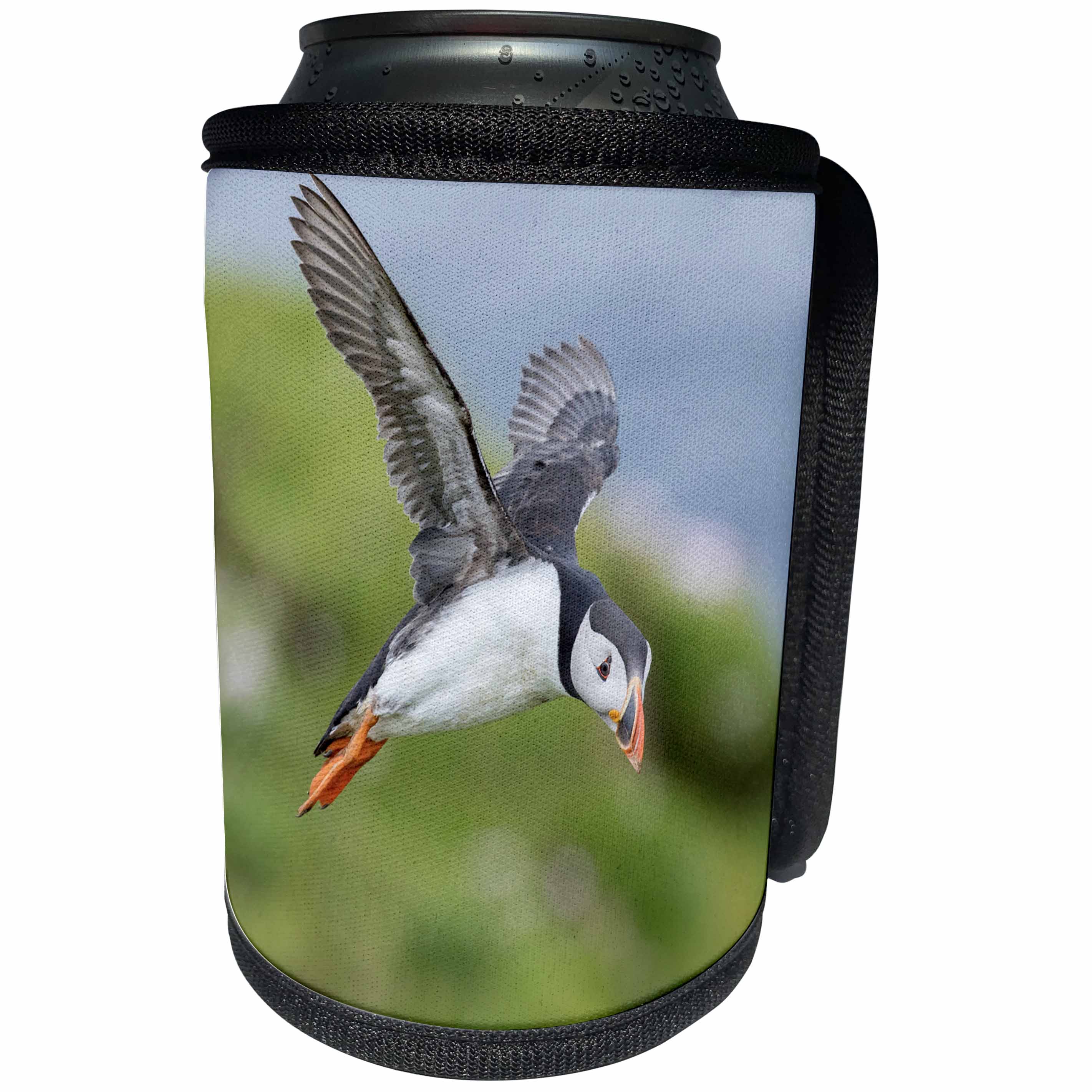 3dRose Danita Delimont - Puffins - Atlantic Puffin flying over the Shetland Islands, Scotland - Can Cooler Bottle Wrap (cc_257936)