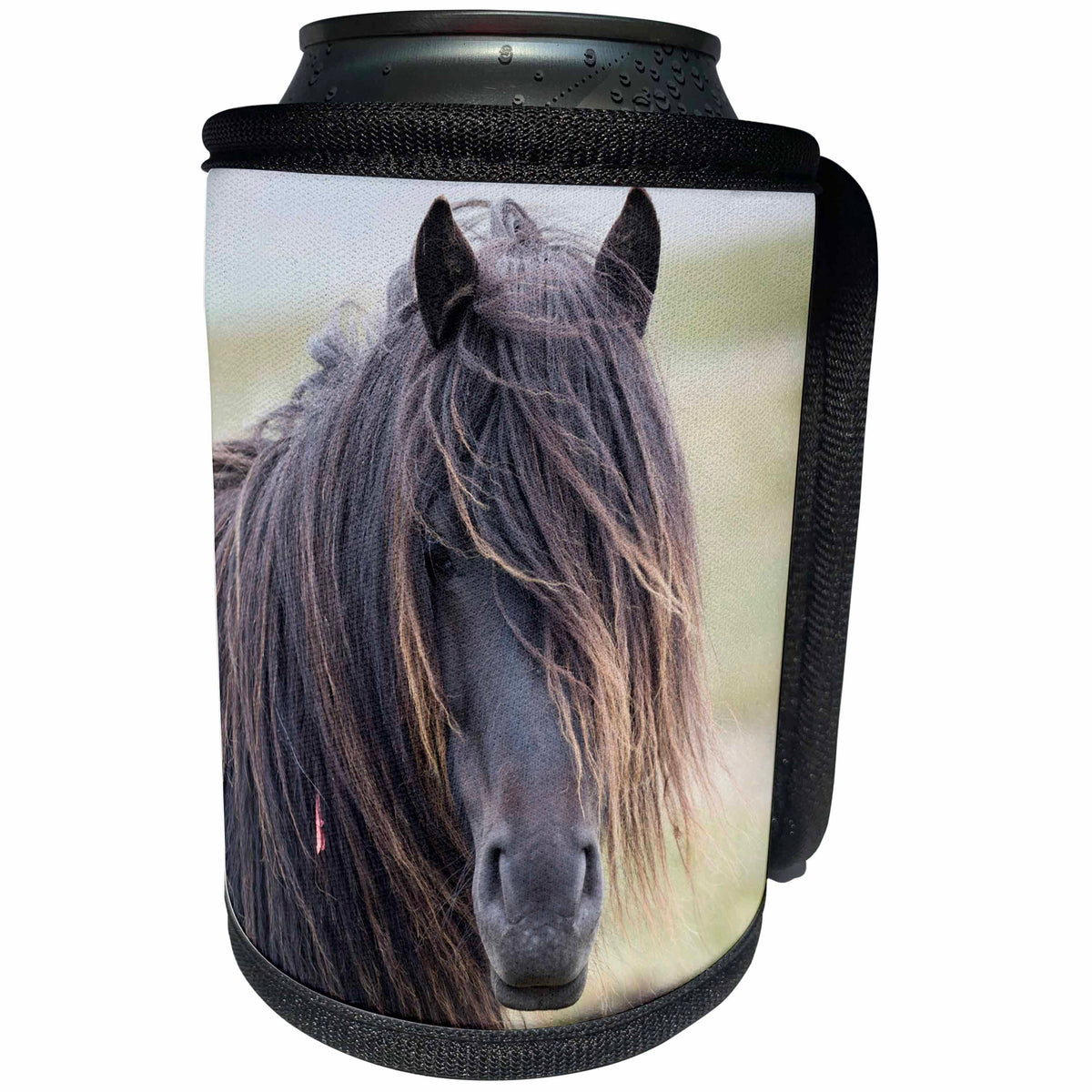 3dRose Danita Delimont - Horses - Black Shetland Pony on the island of Unst, Shetland Islands. Scotland - Can Cooler Bottle Wrap (cc_257941)