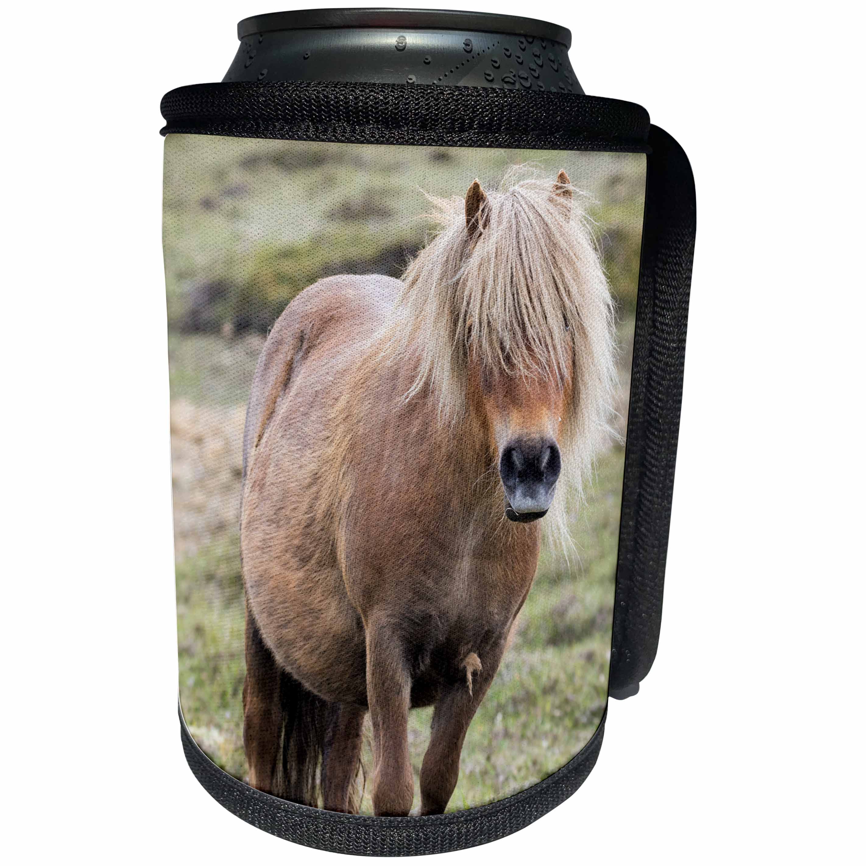 3dRose Danita Delimont - Horses - Shetland Pony on the island of Unst. Shetland Islands, Scotland - Can Cooler Bottle Wrap (cc_257942)