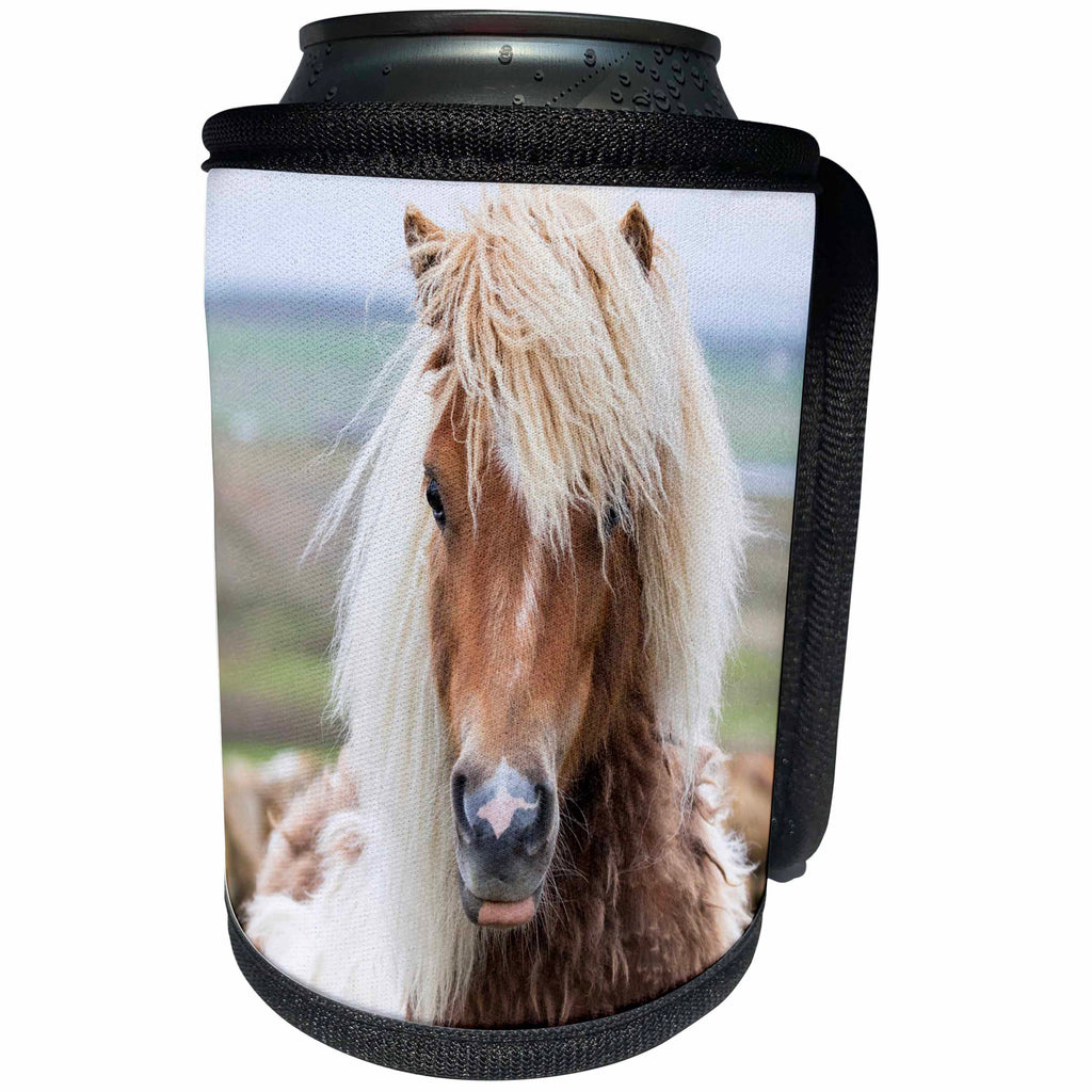 3dRose Danita Delimont - Horses - Shaggy Shetland Pony, island of Unst, Shetland Islands. Scotland - Can Cooler Bottle Wrap (cc_257943)