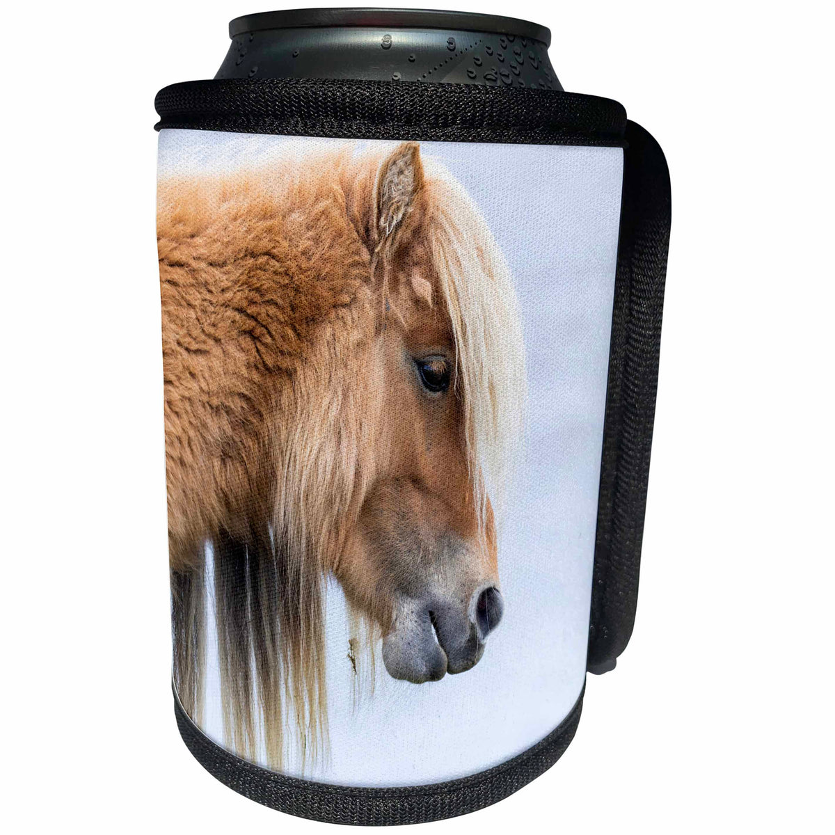 3dRose Danita Delimont - Horses - Shetland Pony on the island of Foula, Shetland Islands. Scotland - Can Cooler Bottle Wrap (cc_257947)