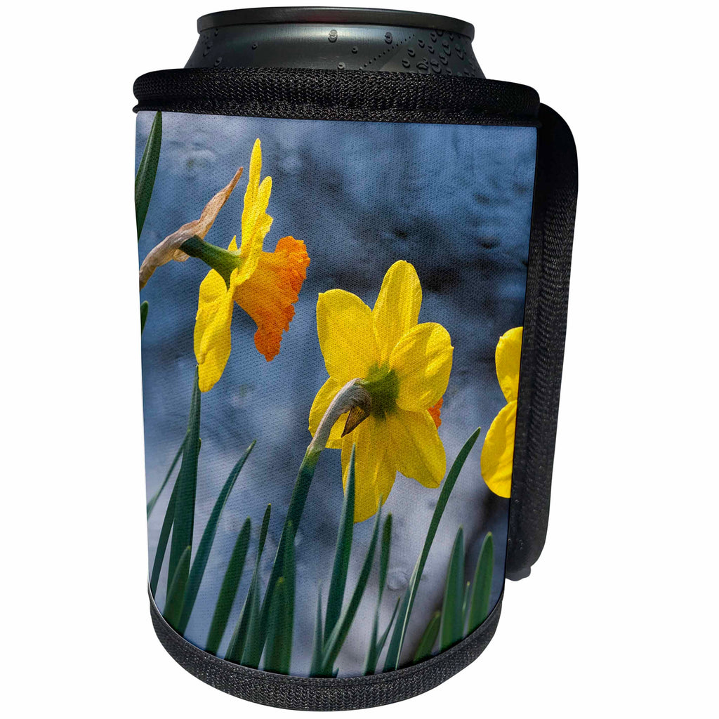 3dRose Danita Delimont - Flowers - Daffodil blooms in spring - Can Cooler Bottle Wrap (cc_257986)