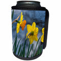 3dRose Danita Delimont - Flowers - Daffodil blooms in spring - Can Cooler Bottle Wrap (cc_257986)