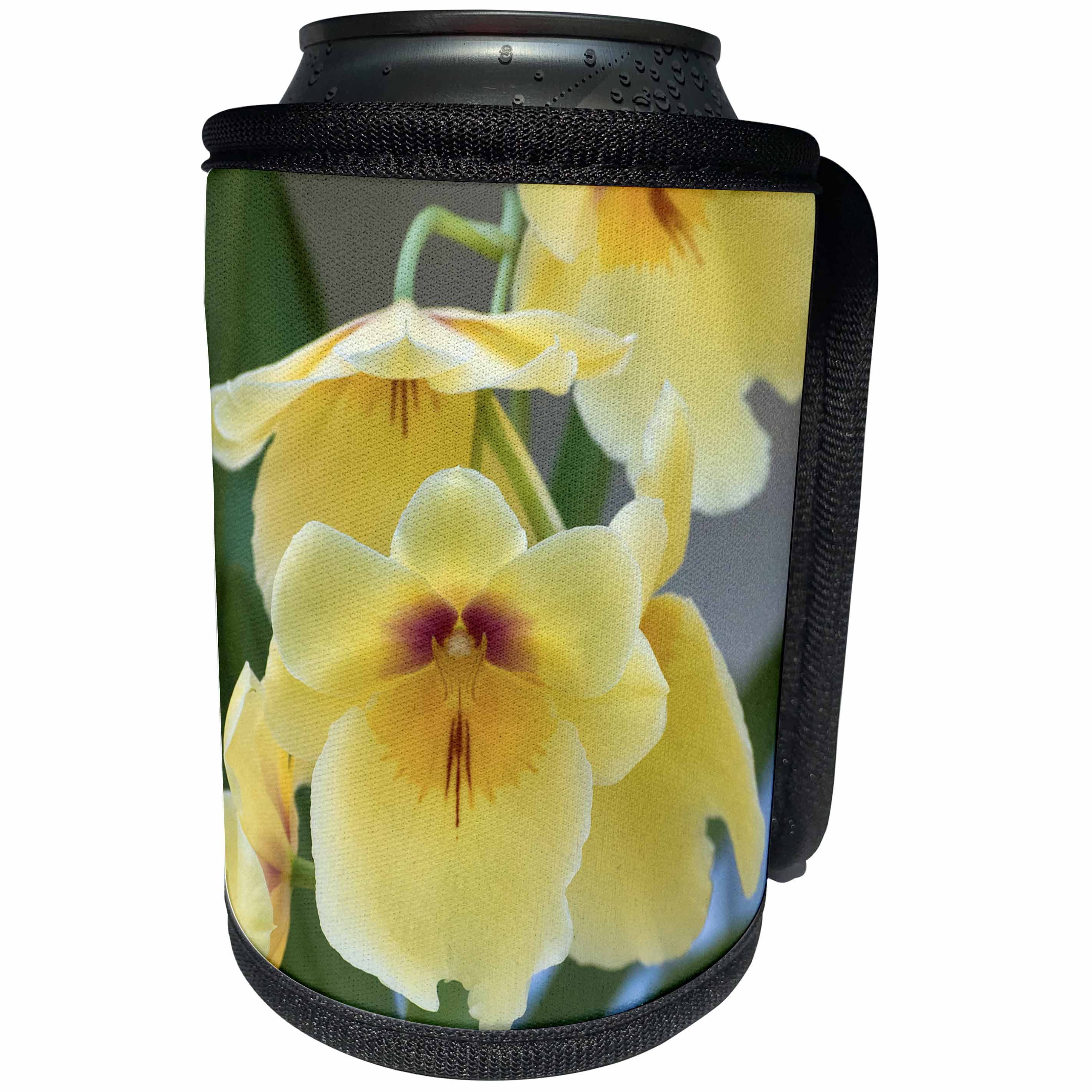 3dRose Danita Delimont - Flowers - Yellow orchid blooms - Can Cooler Bottle Wrap (cc_257997)