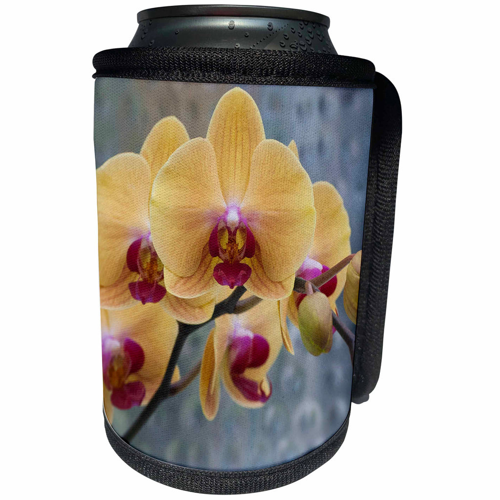 3dRose Danita Delimont - Flowers - Delicate Peach orchid blooms - Can Cooler Bottle Wrap (cc_257999)