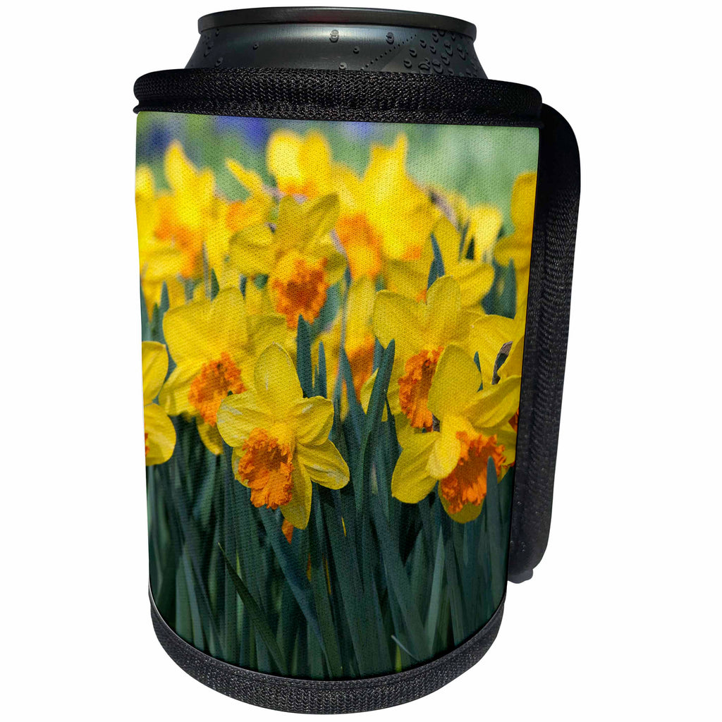 3dRose Danita Delimont - Flowers - Daffodil blooms - Can Cooler Bottle Wrap (cc_258002)