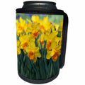 3dRose Danita Delimont - Flowers - Daffodil blooms - Can Cooler Bottle Wrap (cc_258002)