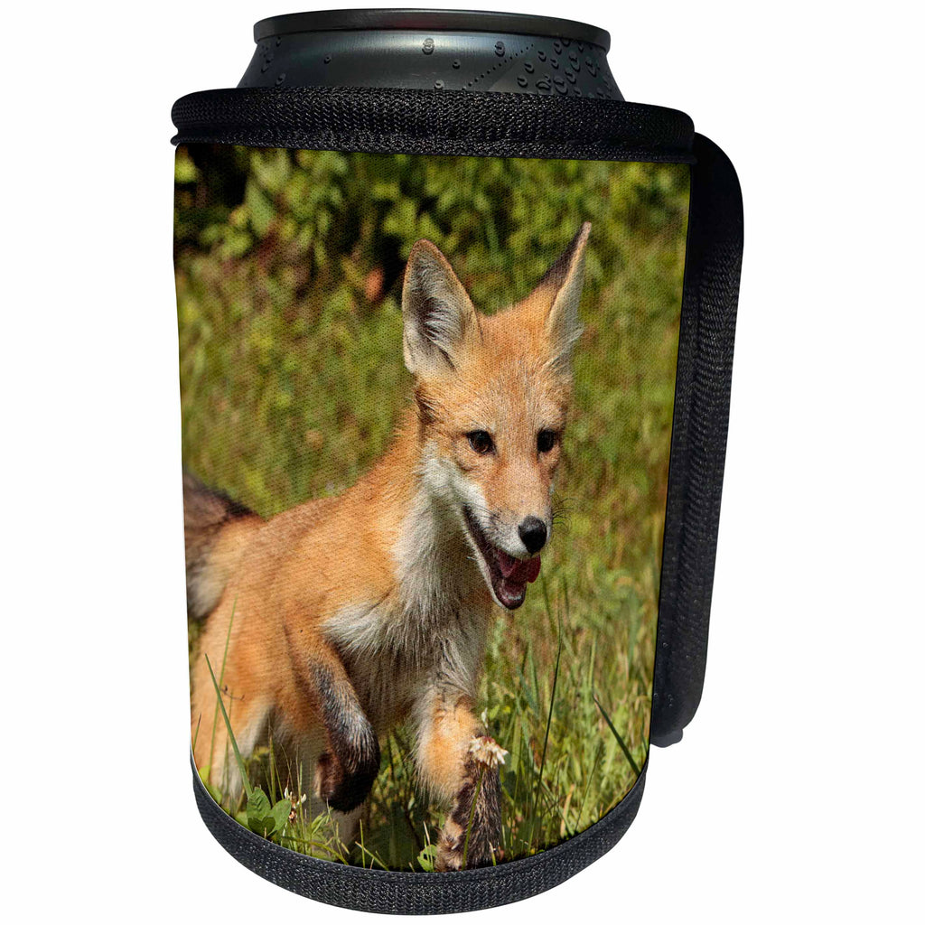3dRose Danita Delimont - Baby Animals - Young red fox running, Vulpes vulpes - Can Cooler Bottle Wrap (cc_258016)