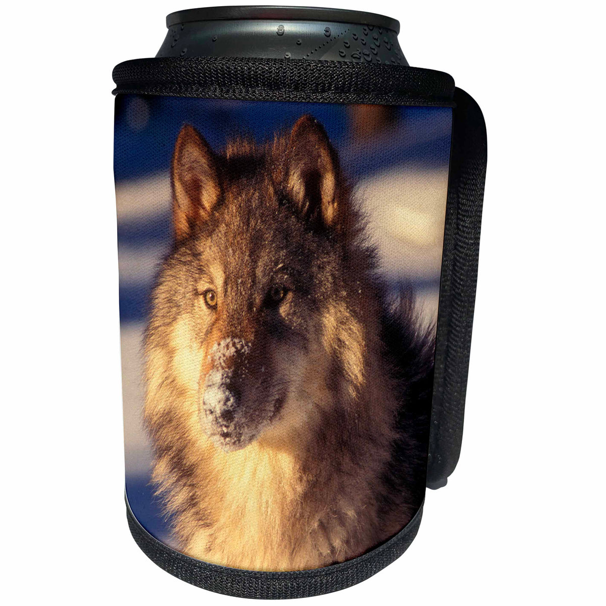 3dRose Danita Delimont - Wolves - Gray Wolf in snow - Can Cooler Bottle Wrap (cc_258023)