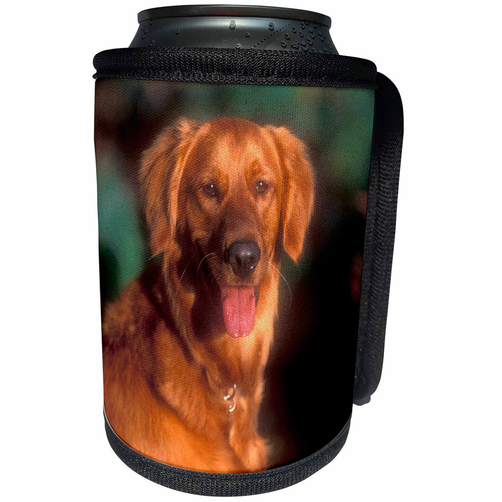 3dRose Danita Delimont - Dogs - A portrait of a golden retriever in late day light - Can Cooler Bottle Wrap (cc_258025)