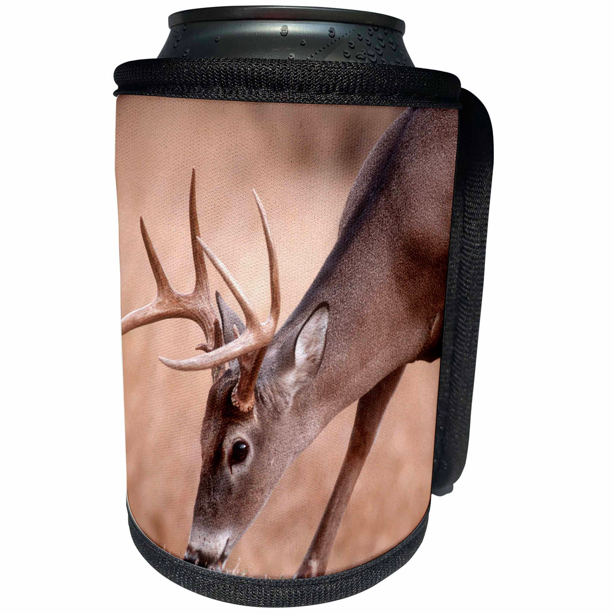 3dRose Danita Delimont - Deer - A male whitetail deer grazes in a meadow of dry grass in the fall - Can Cooler Bottle Wrap (cc_258026)