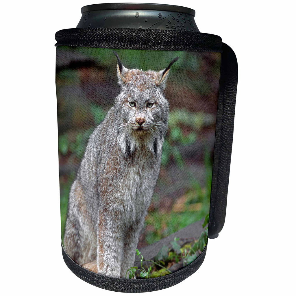 3dRose Danita Delimont - Lynx - Canada lynx native to wilderness areas of northern North America - Can Cooler Bottle Wrap (cc_258028)