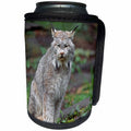 3dRose Danita Delimont - Lynx - Canada lynx native to wilderness areas of northern North America - Can Cooler Bottle Wrap (cc_258028)