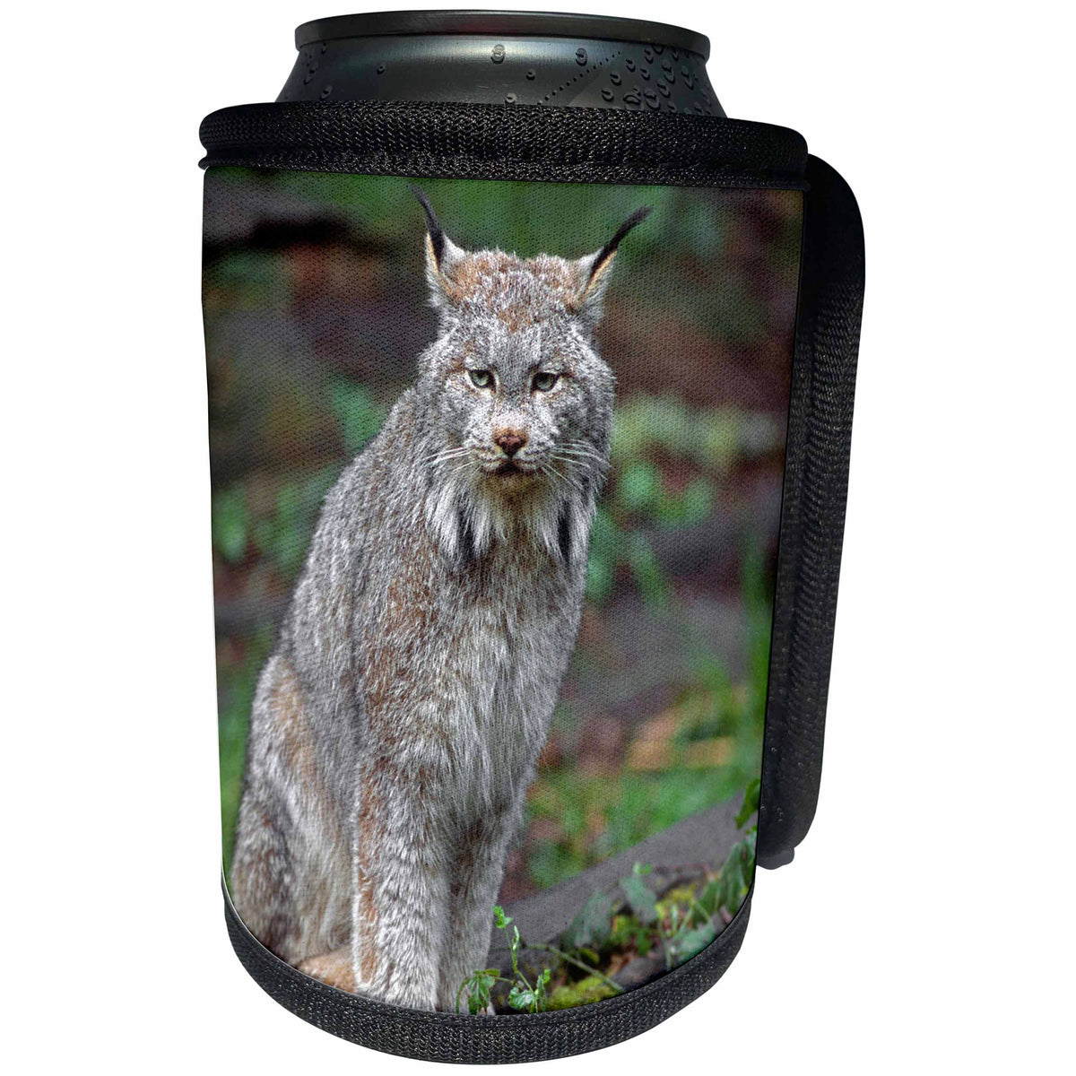 3dRose Danita Delimont - Lynx - Canada lynx native to wilderness areas of northern North America - Can Cooler Bottle Wrap (cc_258028)