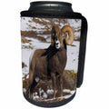 3dRose Danita Delimont - Sheep - Rocky Mountain Bighorn Sheep Ram - Can Cooler Bottle Wrap (cc_258029)