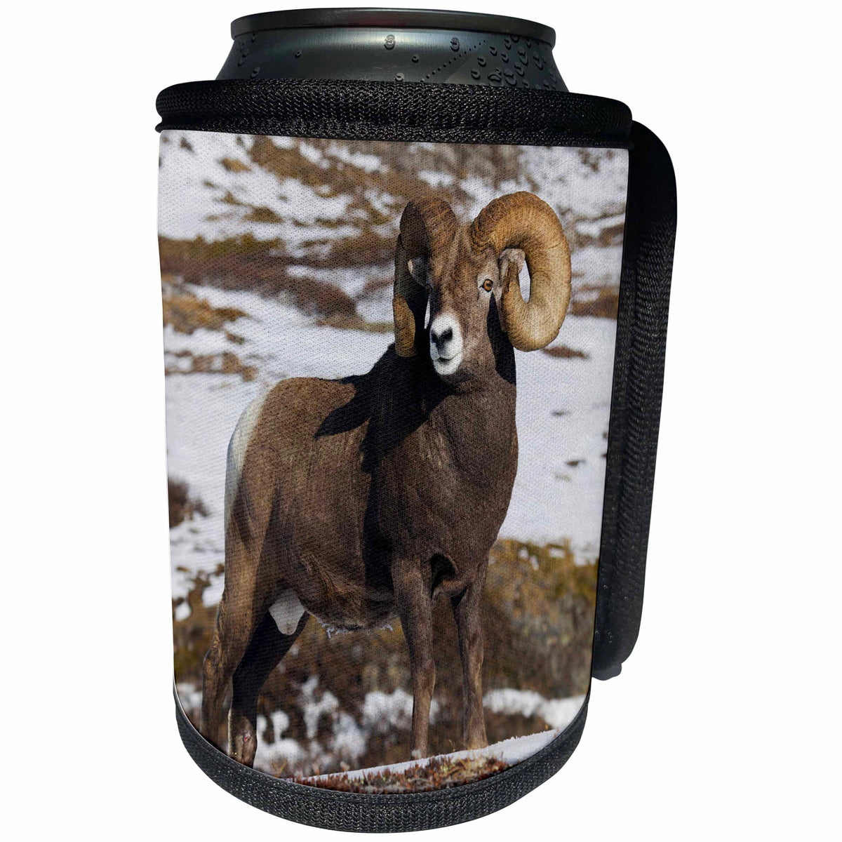 3dRose Danita Delimont - Sheep - Rocky Mountain Bighorn Sheep Ram - Can Cooler Bottle Wrap (cc_258029)