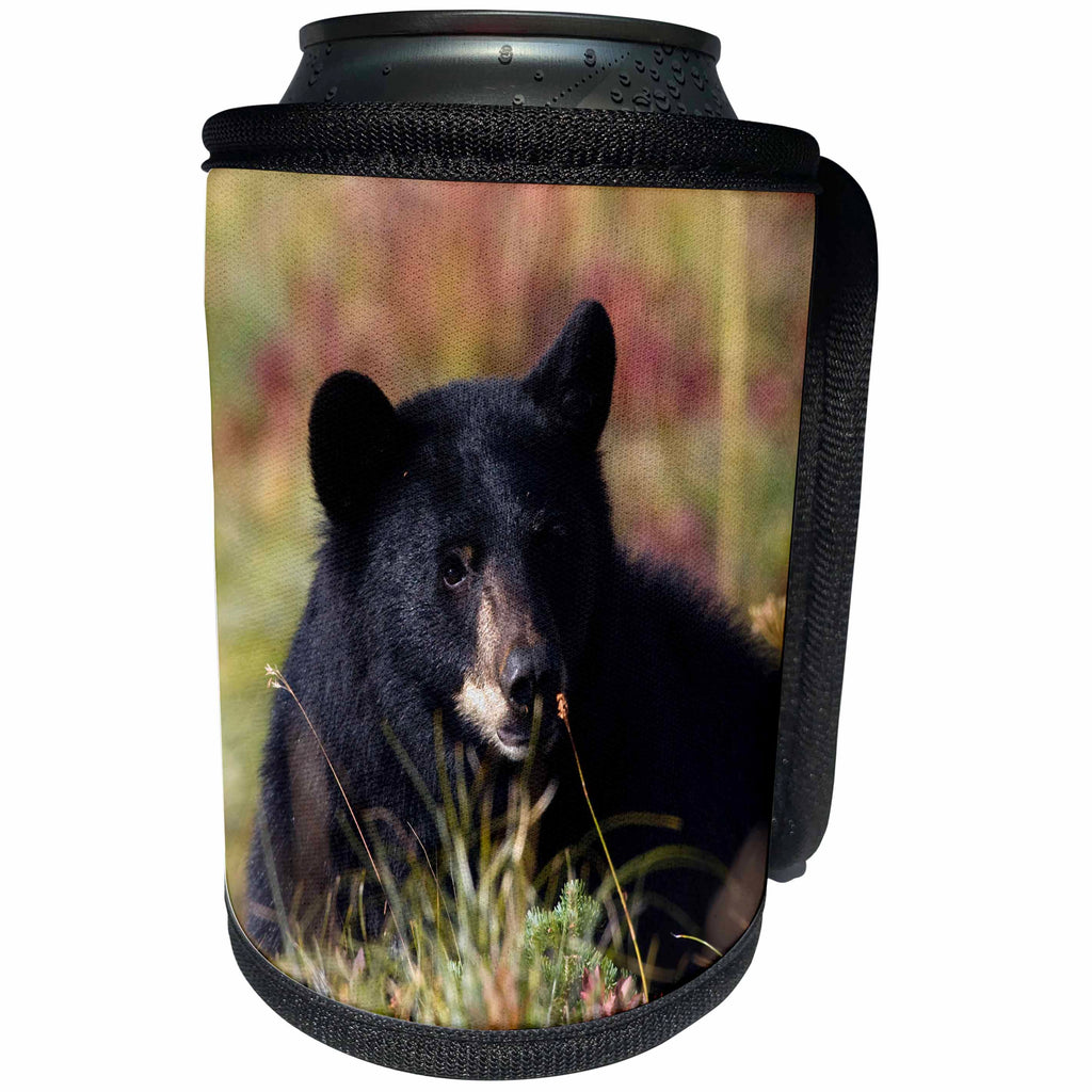 3dRose Danita Delimont - Bears - Portrait of a Black Bear in early autumn - Can Cooler Bottle Wrap (cc_258030)
