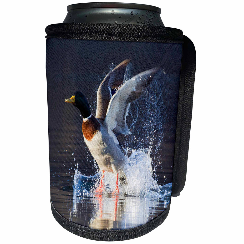 3dRose Danita Delimont - Ducks - Male Mallard taking Flight - Can Cooler Bottle Wrap (cc_258038)