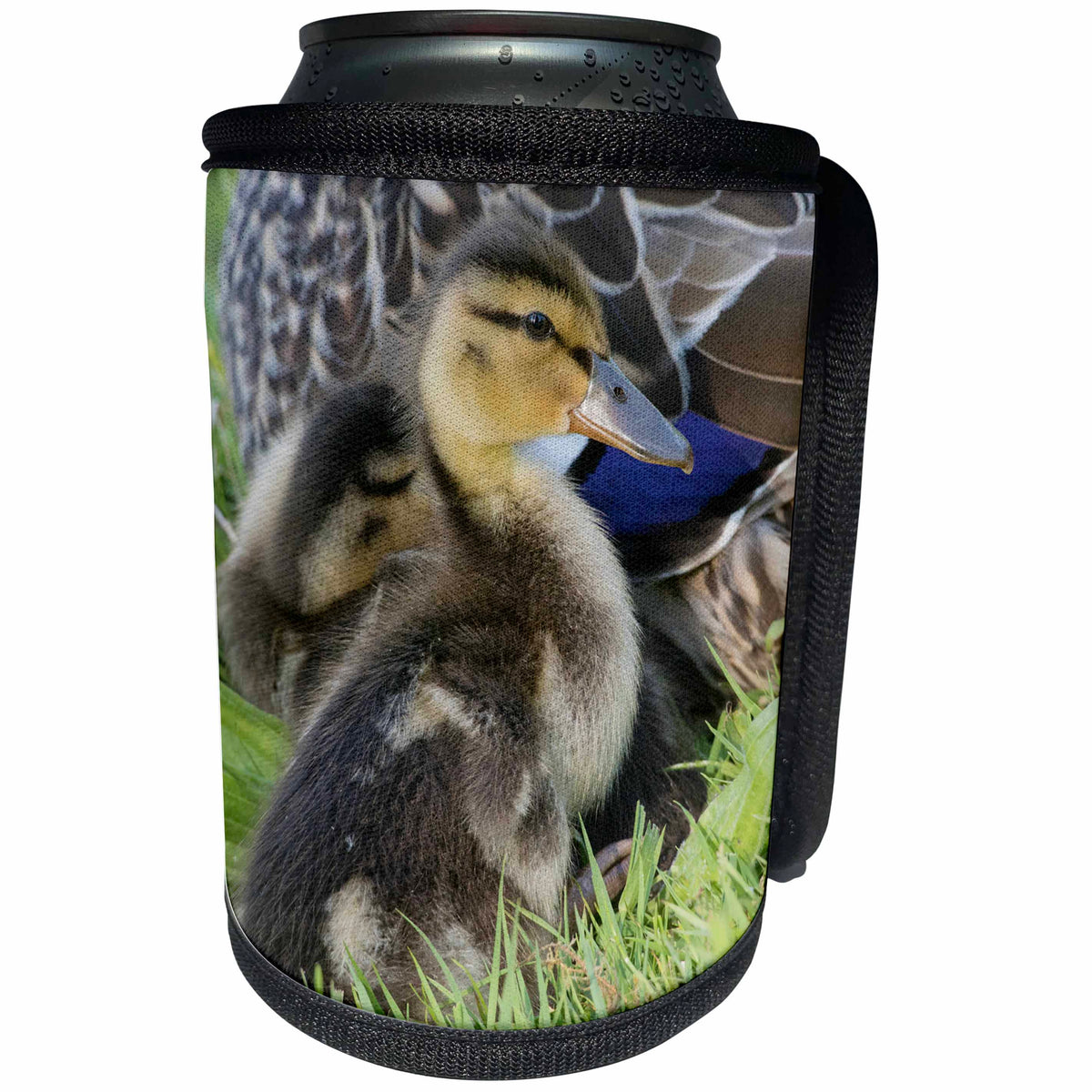 3dRose Danita Delimont - Ducks - Mallard Duckling - Can Cooler Bottle Wrap (cc_258039)