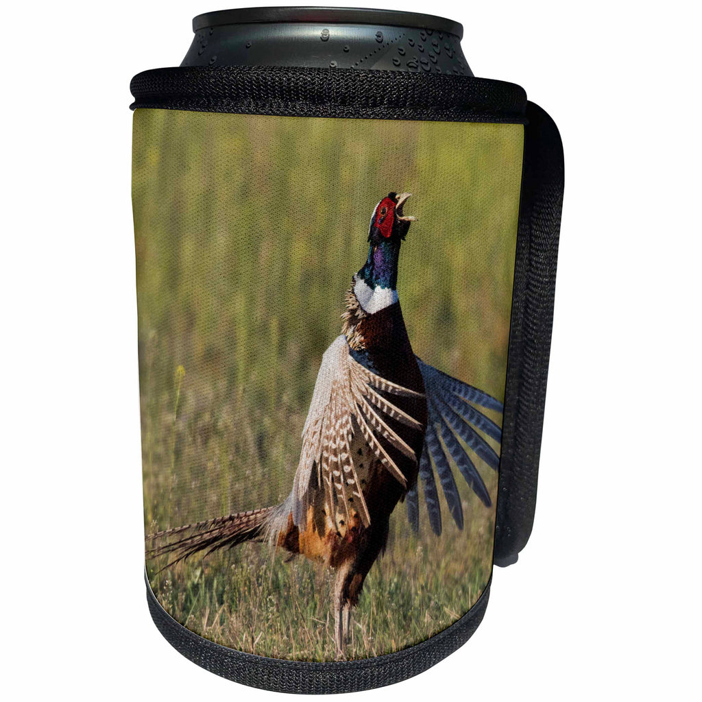 3dRose Danita Delimont - Birds - Ring-necked Pheasant Crowing - Can Cooler Bottle Wrap (cc_258046)